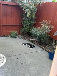 Lost Male Cat last seen Vintage Glen ln, Santa Rosa, CA 95403