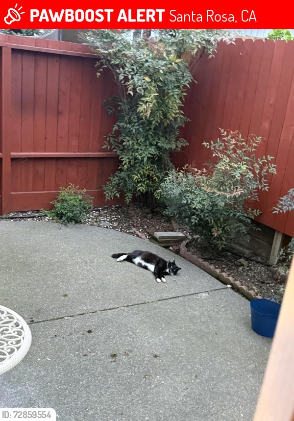 Lost Male Cat last seen Vintage Glen ln, Santa Rosa, CA 95403
