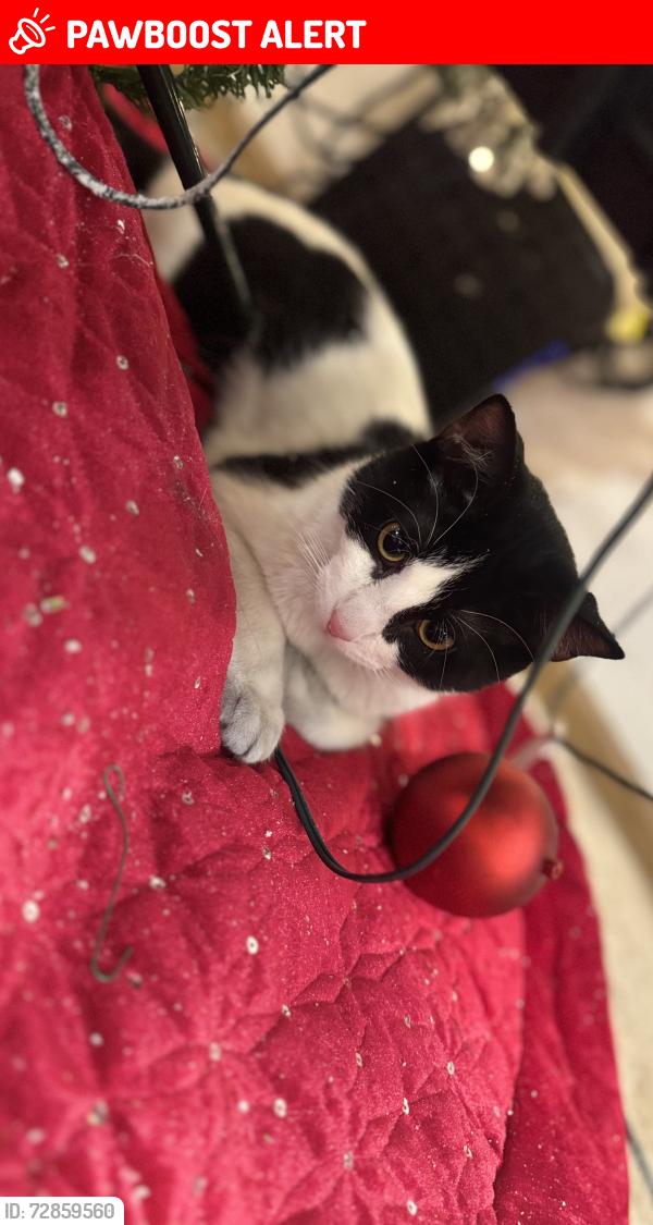 Lost Male Cat last seen Emerald lakes apmts , Liberty Township, OH 43065
