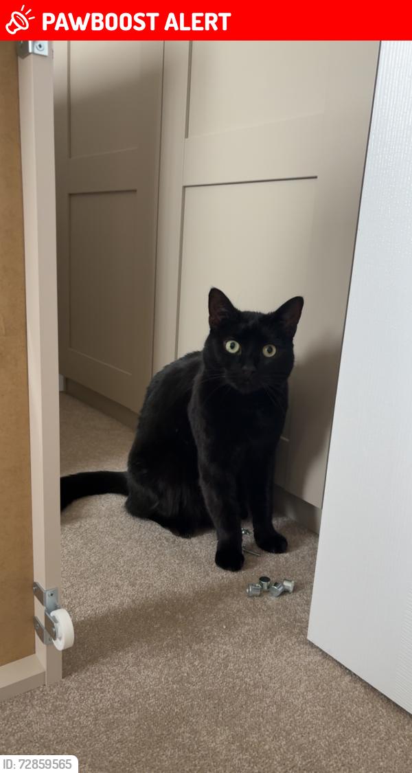 Lost Male Cat last seen Stoneyford Green Gleeson’s est , Nottinghamshire, England NG17