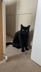 Lost Male Cat last seen Stoneyford Green Gleeson’s est , Nottinghamshire, England NG17