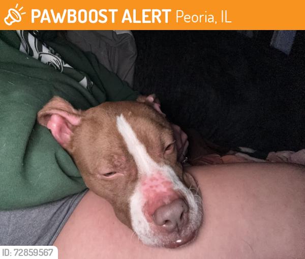 Found/Stray Male Dog last seen adam’s and eureka, Peoria, IL 61603