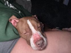 Found/Stray Male Dog last seen adam’s and eureka, Peoria, IL 61603
