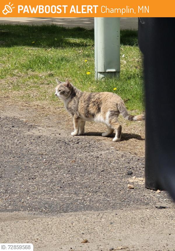 Found/Stray Unknown Cat last seen xylon and Virginia , Champlin, MN 55316