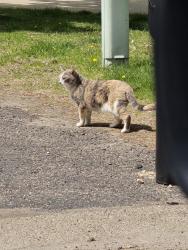 Found/Stray Unknown Cat last seen xylon and Virginia , Champlin, MN 55316