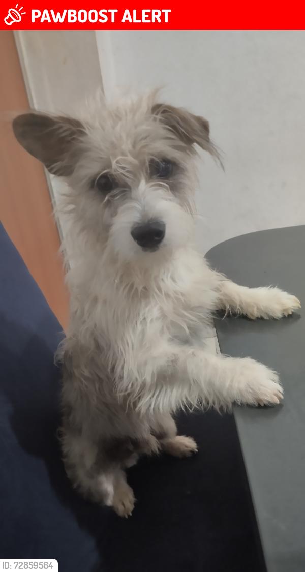 Lost Male Dog last seen Próximo ao supermercado superluna na avenida Arthur trindade , Senhora de Fátima, MG 