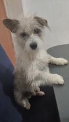 Lost Male Dog last seen Próximo ao supermercado superluna na avenida Arthur trindade , Senhora de Fátima, MG 
