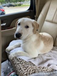 Found/Stray Unknown Dog last seen Coit & Mcallum, Dallas, TX 75252