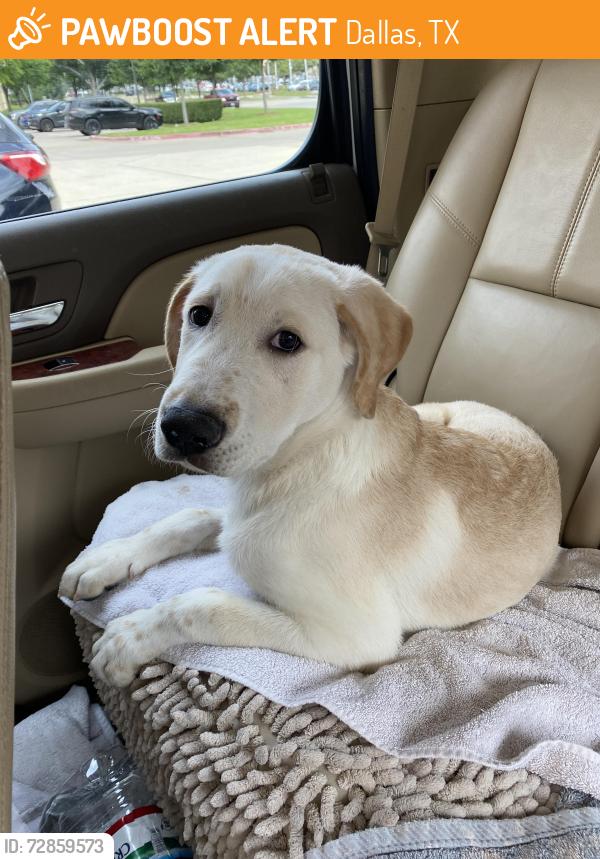 Found/Stray Unknown Dog last seen Coit & Mcallum, Dallas, TX 75252