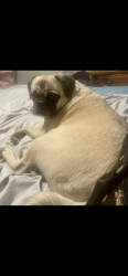 Lost Female Dog last seen Valencia and six ave, Tucson, AZ 85756
