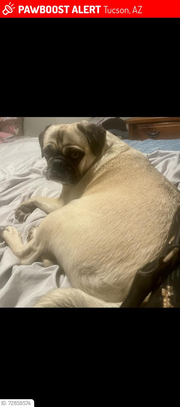 Lost Female Dog last seen Valencia and six ave, Tucson, AZ 85756