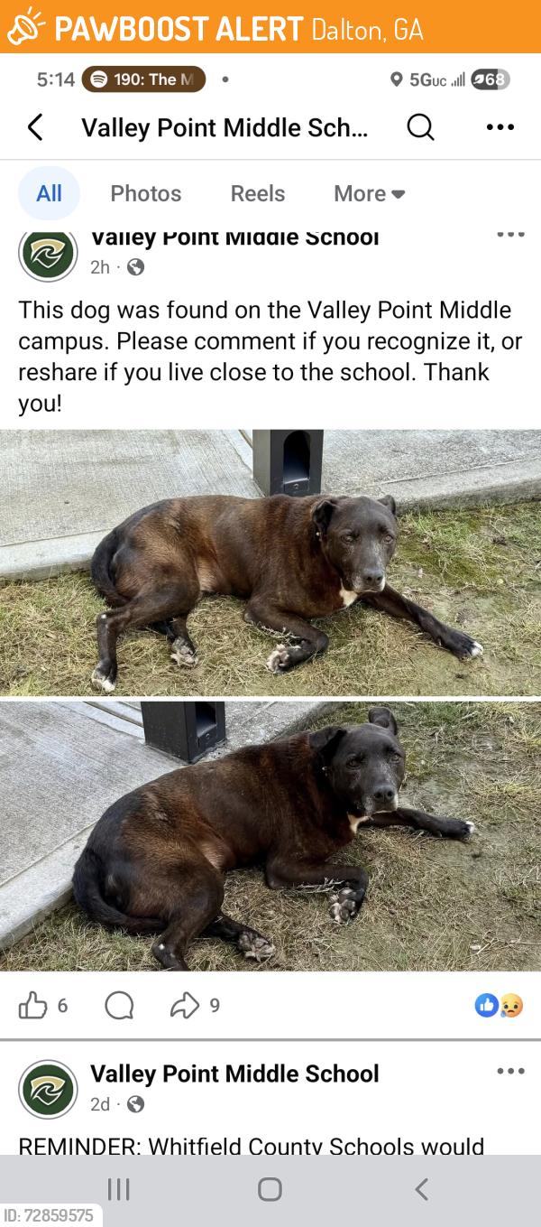 Found/Stray Female Dog last seen Valley Point Middle School, Dalton, GA 30721