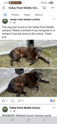 Found/Stray Female Dog last seen Valley Point Middle School, Dalton, GA 30721