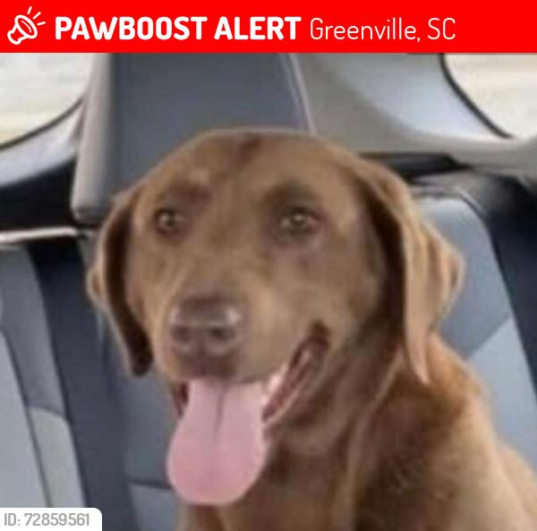 Lost Female Dog last seen Whitehorse Road and Ferris Bridge Road, Greenville, SC 29611
