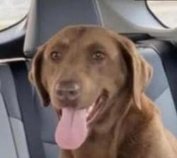 Lost Female Dog last seen Whitehorse Road and Ferris Bridge Road, Greenville, SC 29611