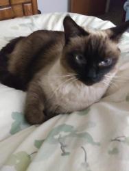 Lost Female Cat last seen Wolf Drive, Grass Valley, CA 95949