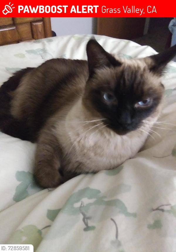 Lost Female Cat last seen Wolf Drive, Grass Valley, CA 95949