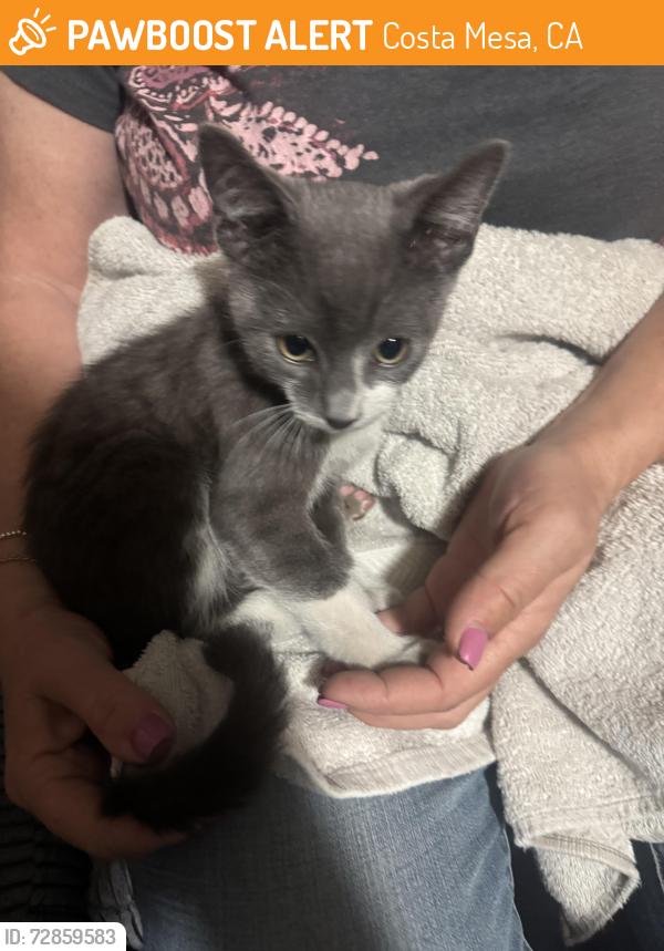 Found/Stray Male Cat last seen Smallwood Park, Costa Mesa, CA 92626