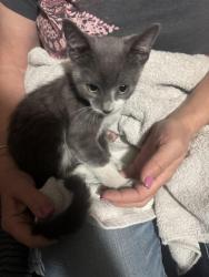 Found/Stray Male Cat last seen Smallwood Park, Costa Mesa, CA 92626