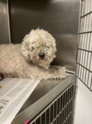 Shelter Stray Male Dog last seen , Los Angeles, CA 91405