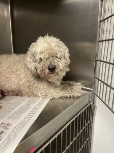 Shelter Stray Male Dog last seen , Los Angeles, CA 91405