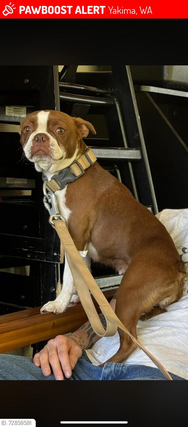 Lost Female Dog last seen Eisenhower Highschool, Yakima, WA 98908