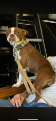Lost Female Dog last seen Eisenhower Highschool, Yakima, WA 98908