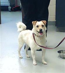 Shelter Stray Male Dog last seen Near BLOCK TAR KILN DR, FAYETTEVILLE NC 28304, Fayetteville, NC 28306