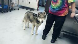 Shelter Stray Male Dog last seen Near BLOCK TAR KILN DR, FAYETTEVILLE NC 28304, Fayetteville, NC 28306