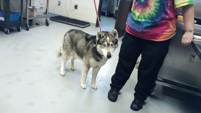Shelter Stray Male Dog last seen Near BLOCK TAR KILN DR, FAYETTEVILLE NC 28304, Fayetteville, NC 28306