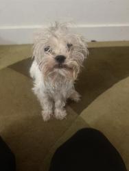 Shelter Stray Unknown Dog last seen Near BLK E SOUTH ST, LB 90805, Long Beach, CA 90815
