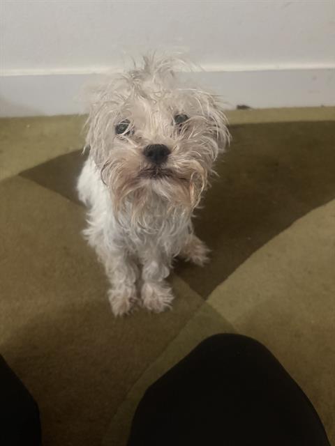 Shelter Stray Unknown Dog last seen Near BLK E SOUTH ST, LB 90805, Long Beach, CA 90815