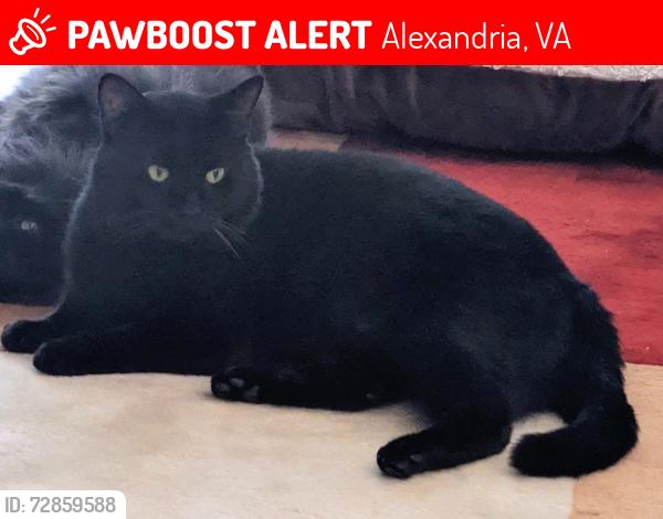 Lost Male Cat last seen Duke and N Quaker, Alexandria, VA 22304