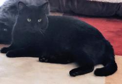 Lost Male Cat last seen Duke and N Quaker, Alexandria, VA 22304