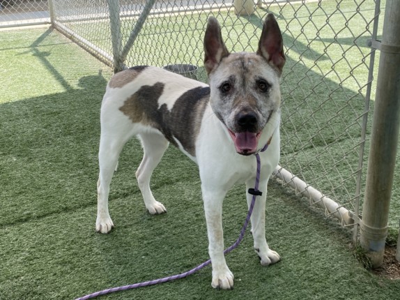 Shelter Stray Female Dog last seen , Chatsworth, CA 91311