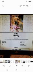 Lost Female Dog last seen U C, Cincinnati, OH 45219