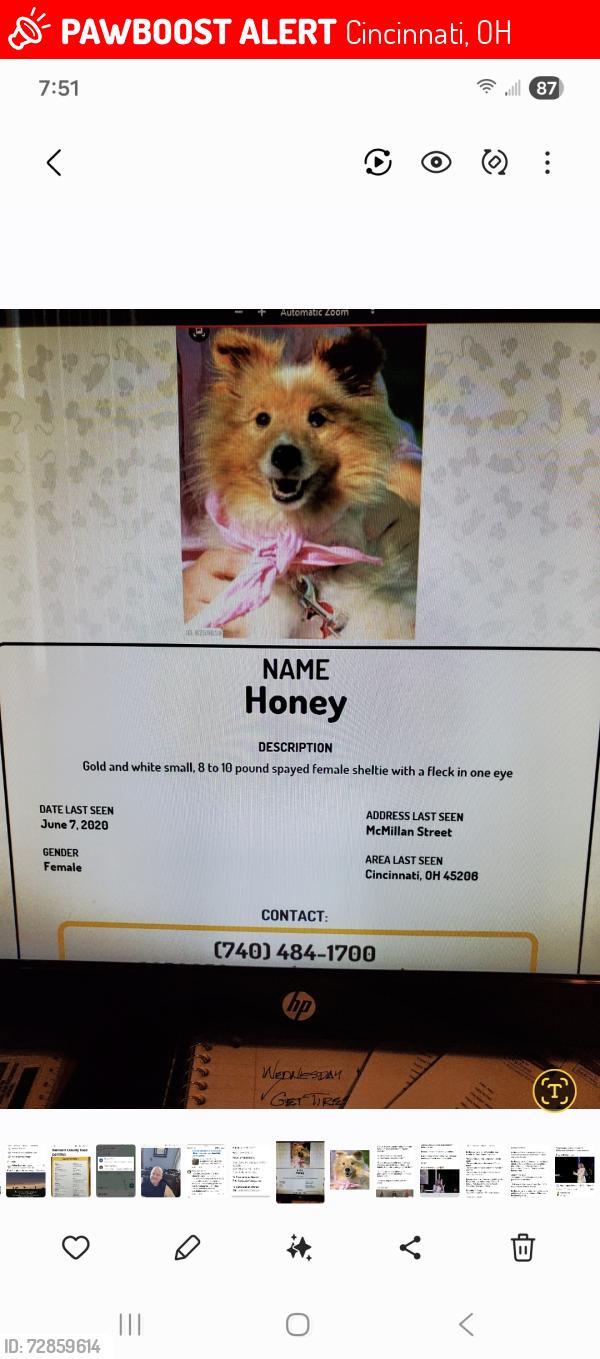 Lost Female Dog last seen U C, Cincinnati, OH 45219