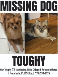 Reunited Male Dog last seen 81st street Laflin/ Bishop ( cook school) , Chicago, IL 60620
