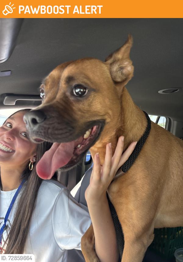 Found/Stray Female Dog last seen Bayview & 33 court, Manhattan Beach, CA 90266
