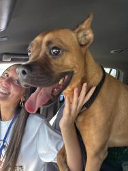 Found/Stray Female Dog last seen Bayview & 33 court, Manhattan Beach, CA 90266