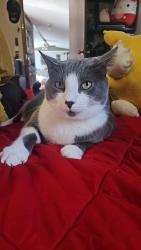 Reunited Male Cat last seen Woodville pike, Loveland, OH 45140