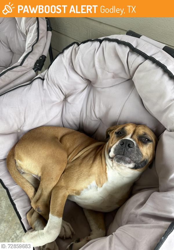 Found/Stray Female Dog last seen At my hse , Godley, TX 76044