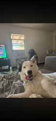 Lost Female Dog last seen Eisenhower Highschool, Yakima, WA 98908