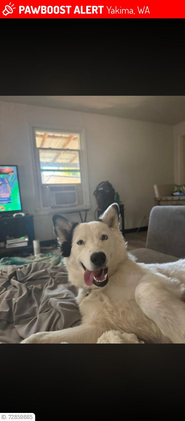 Lost Female Dog last seen Eisenhower Highschool, Yakima, WA 98908
