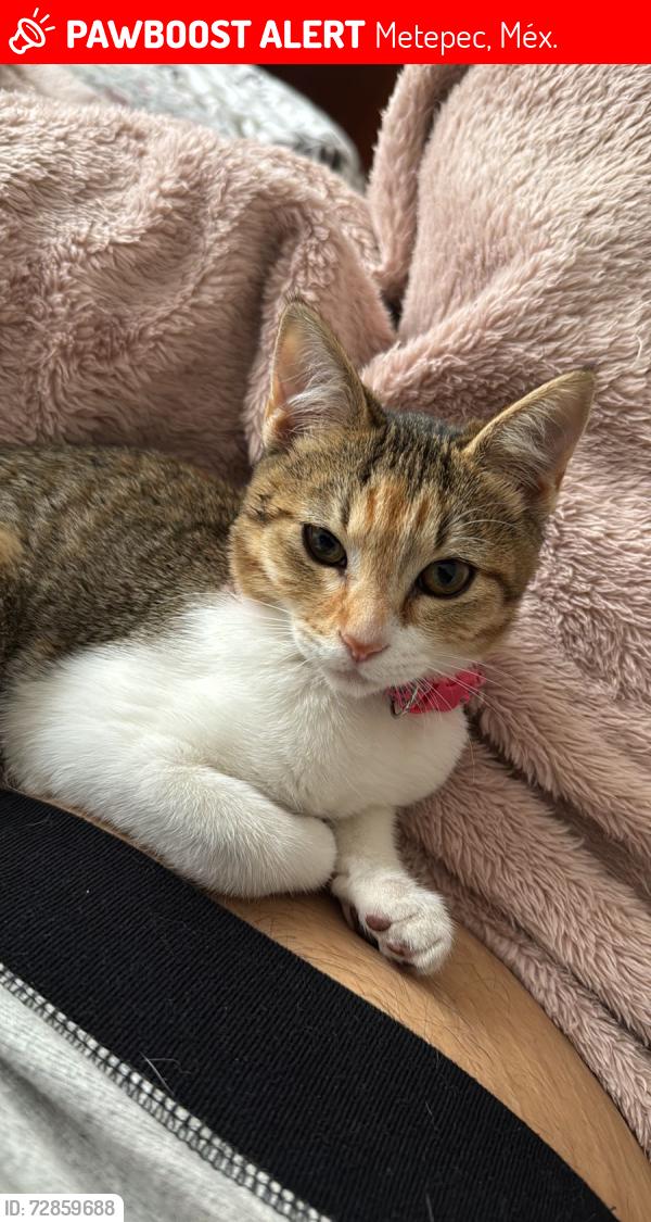 Lost Female Cat last seen Av López Mateos, Metepec, Méx. 52172