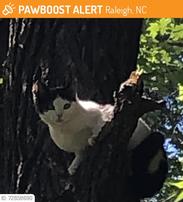 Found/Stray Unknown Cat last seen Laurdane rd and Carpenter Pond, Raleigh, NC 27613