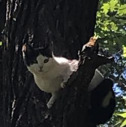 Found/Stray Unknown Cat last seen Laurdane rd and Carpenter Pond, Raleigh, NC 27613