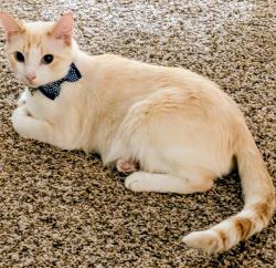 Lost Male Cat last seen Roanoke and Sunshine near bass Pro , Springfield, MO 65807