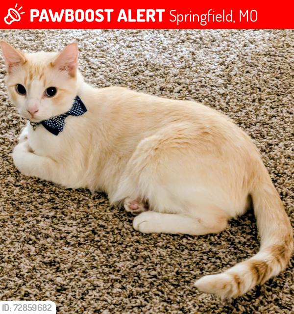 Lost Male Cat last seen Roanoke and Sunshine near bass Pro , Springfield, MO 65807