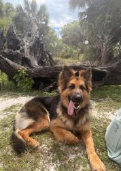 Lost Female Dog last seen Cypress Isle Road , Volusia County, FL 32764